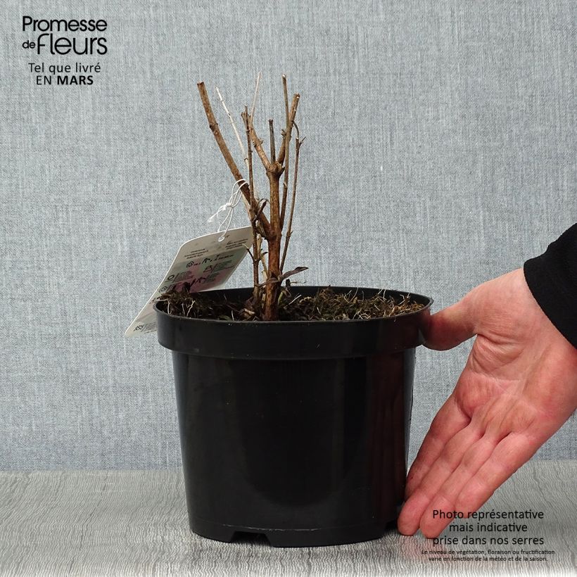 Exemplar von Buddleja davidii Summer Beauty - Sommerflieder Topf mit 2L/3L wie im Winter geliefert