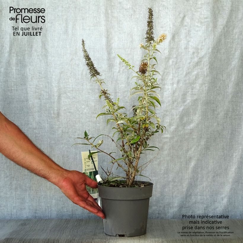 Exemplar von Buddleja davidii White Ball - Sommerflieder Topf mit 3L/4L wie im Sommer geliefert