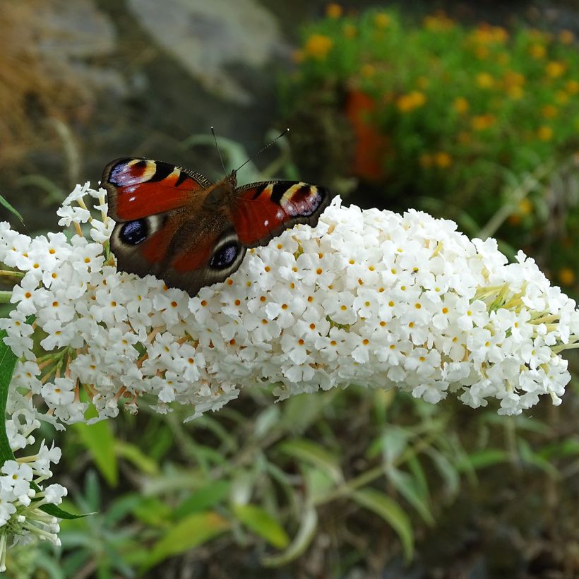 Buddleja davidii White Profusion - Sommerflieder (Flowering)