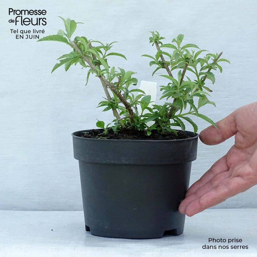 Example of Buddleja davidii White Profusion - Sommerflieder Topf mit 1L/1,5L as you get in ete