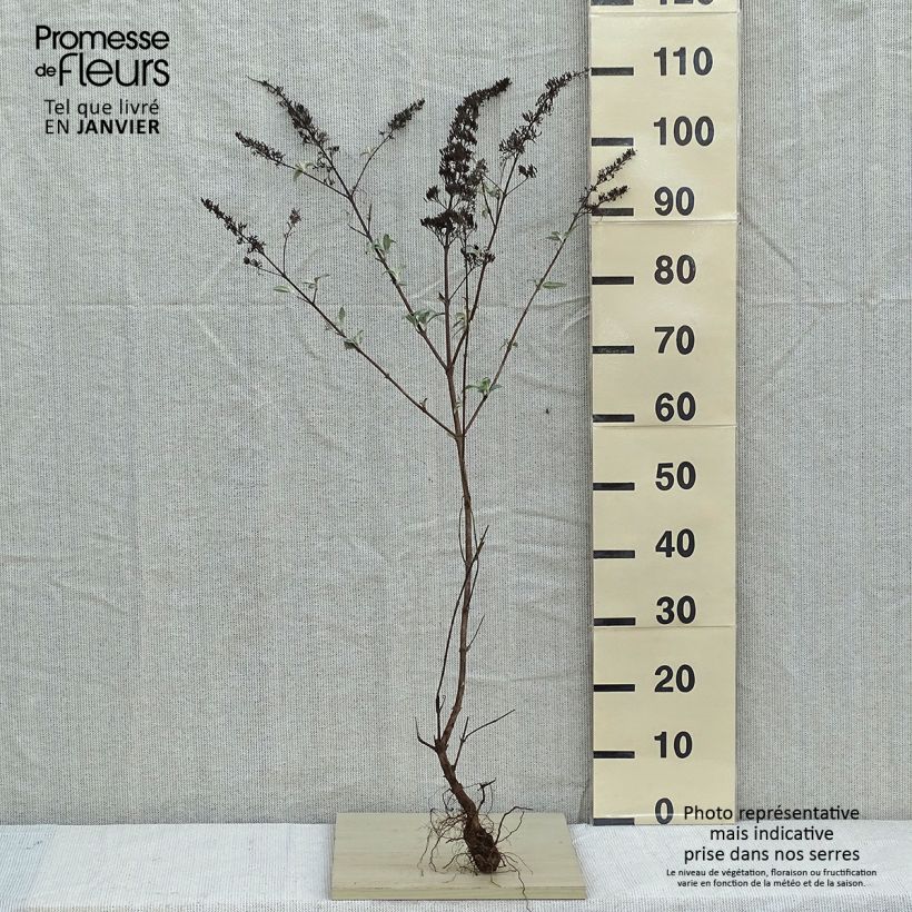 Example of Buddleja davidii White Profusion - Sommerflieder Wurzelnackt as you get in hiver