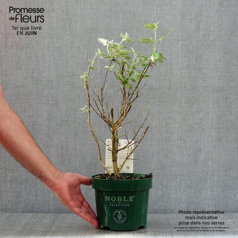 Exemplar von Buddleja glomerata Silver Service - Sommerflieder Topf mit 3L/4L wie im Sommer geliefert