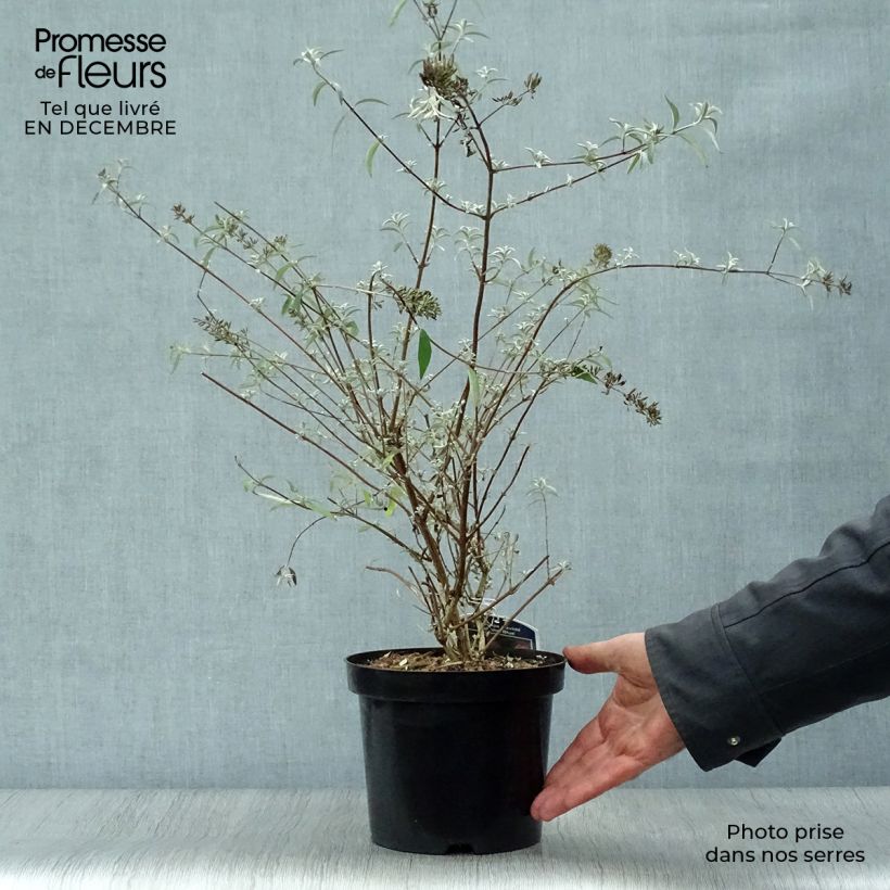 Exemplar von Buddleja davidii Nanho Blue - Sommerflieder Topf mit 3L/4L wie im Winter geliefert