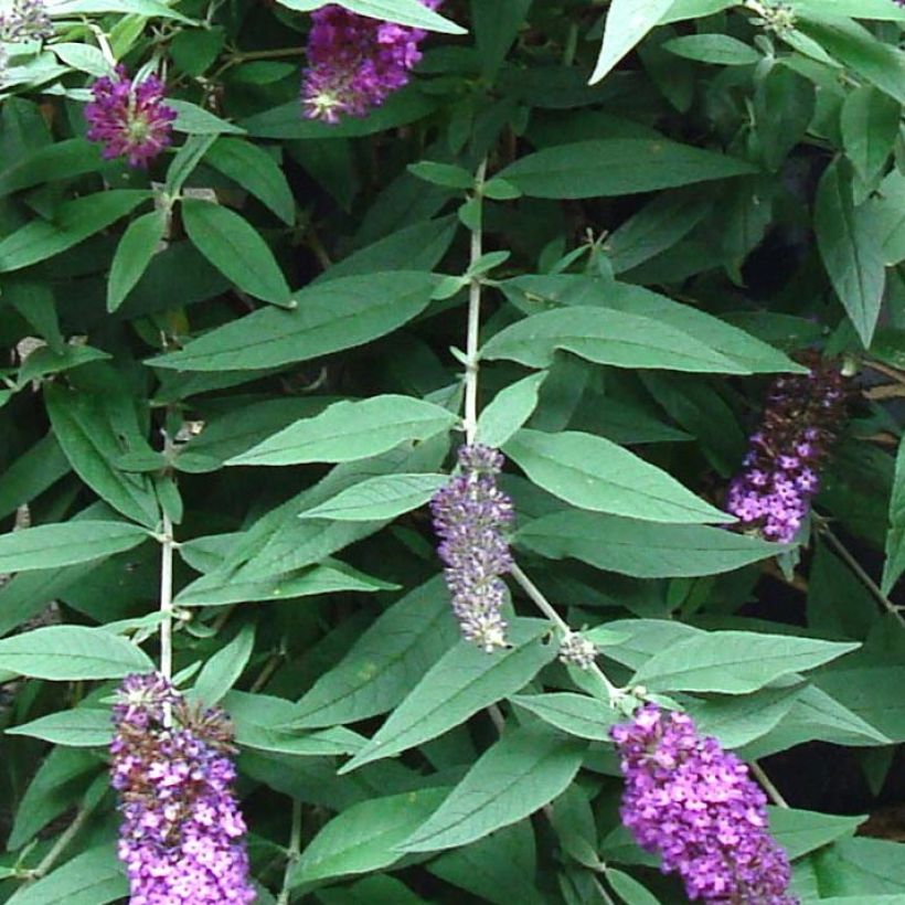Buddleja davidii BLOOMTASTIC Dreaming Lavender - Sommerflieder (Foliage)