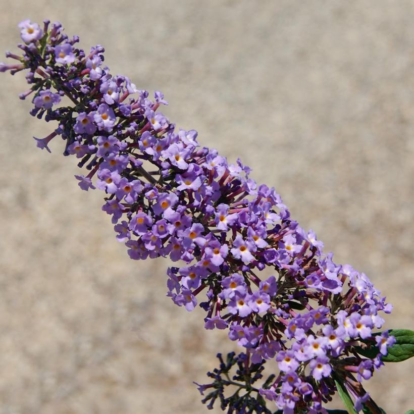 Buddleja davidii BLOOMTASTIC Dreaming Lavender - Sommerflieder (Flowering)