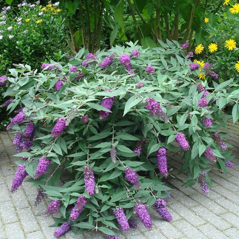 Buddleja davidii BLOOMTASTIC Dreaming Lavender - Sommerflieder (Plant habit)