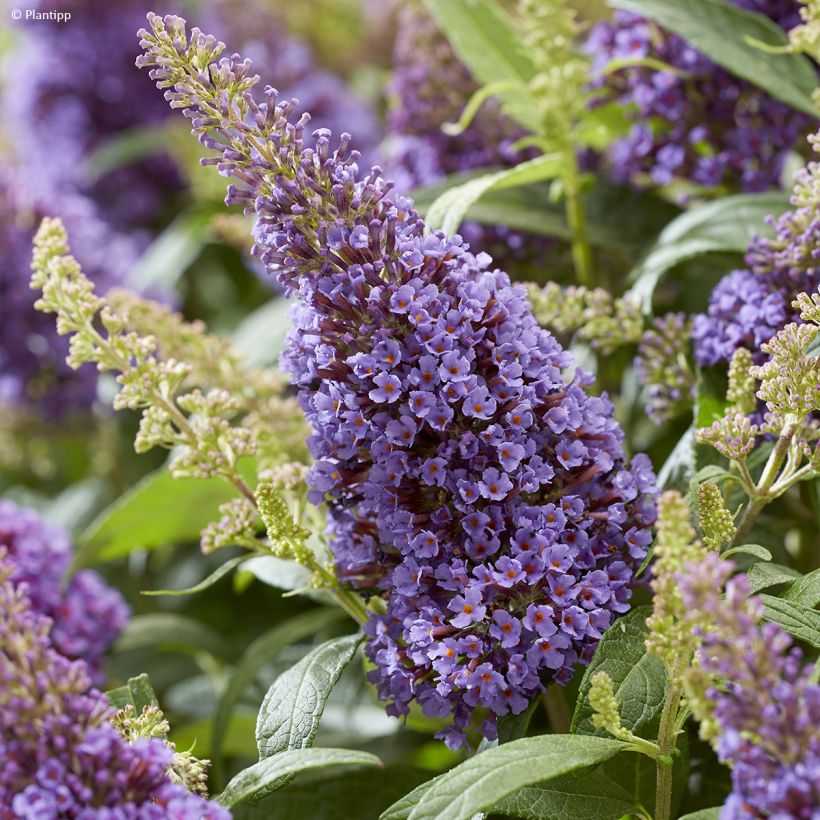 Buddleja davidii Butterfly Candy Little Lila - Sommerflieder (Flowering)