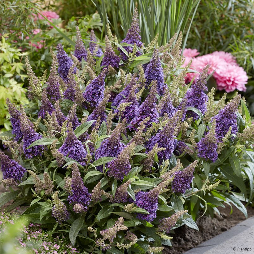Buddleja davidii Butterfly Candy Little Lila - Sommerflieder (Plant habit)
