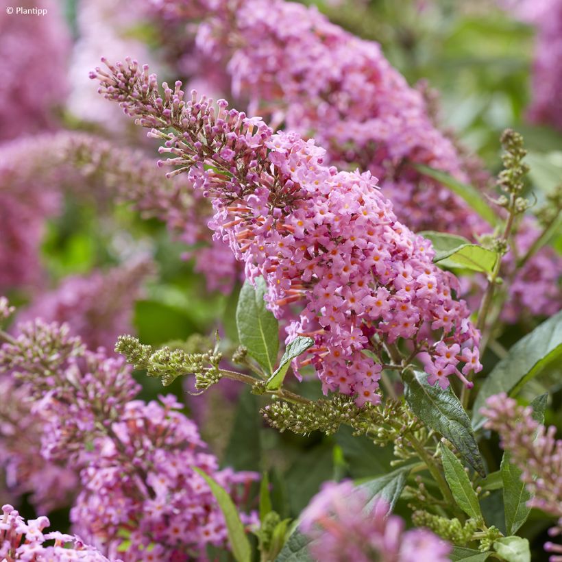 Buddleja davidii Butterfly Candy Little Pink - Sommerflieder (Flowering)