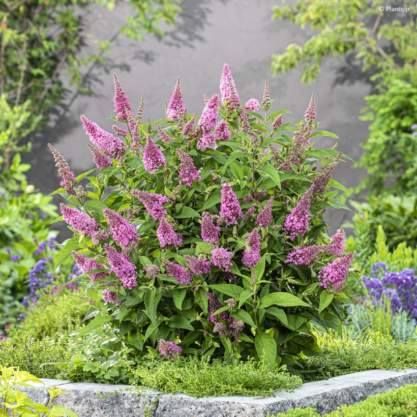 Buddleja davidii Butterfly Candy Little Pink - Sommerflieder (Plant habit)