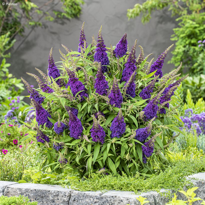 Buddleja davidii Butterfly Candy Little Purple - Sommerflieder (Plant habit)