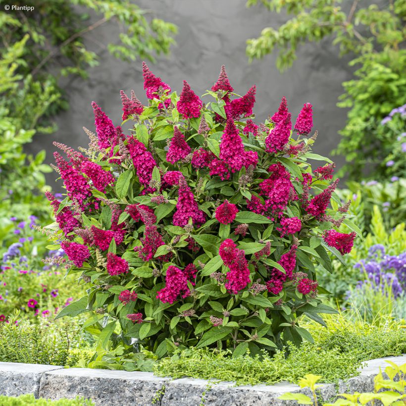 Buddleja davidii Butterfly Candy Little Ruby - Sommerflieder (Plant habit)