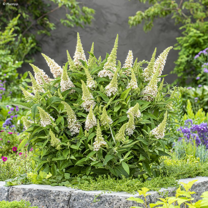 Buddleja davidii Butterfly Candy Little White - Sommerflieder (Plant habit)