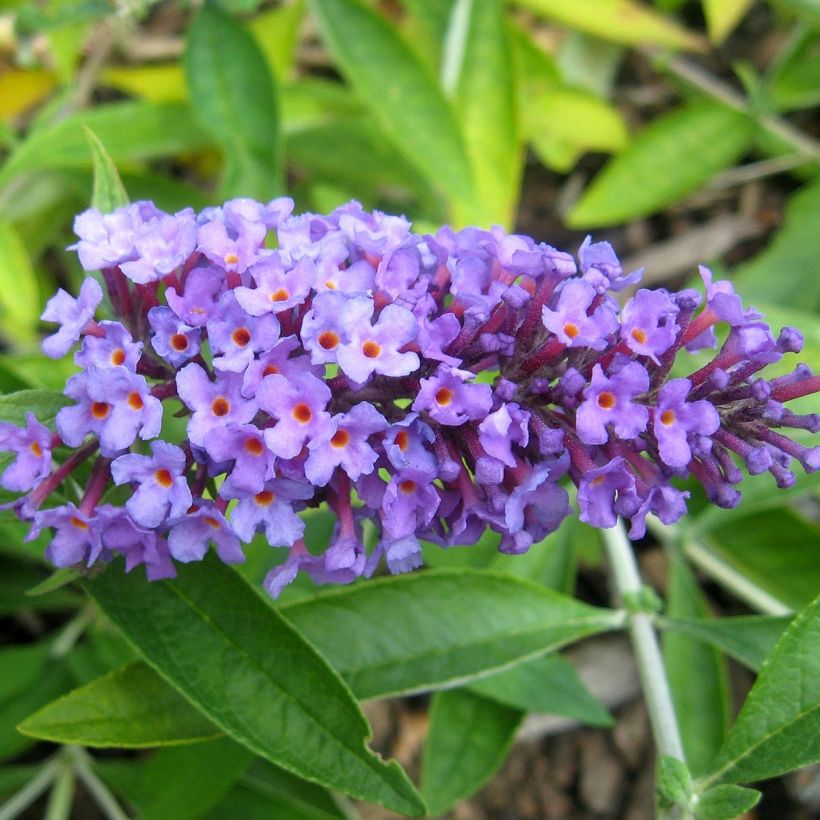 Buddleja Flutterby Peace - Sommerflieder (Flowering)