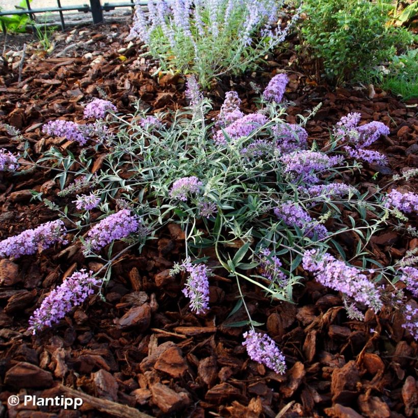 Buddleja davidii Free Petite Lavender Flow - Sommerflieder (Plant habit)