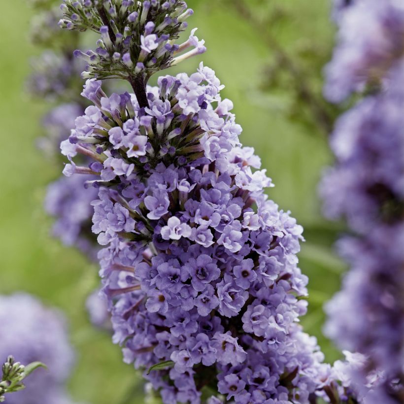 Buddleja davidii High Five Purple - Sommerflieder (Flowering)