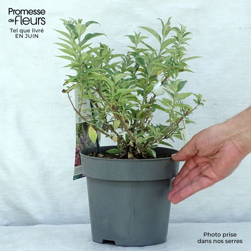 Example of Buddleja davidii High Five Purple - Sommerflieder Topf mit 2L/3L as you get in ete