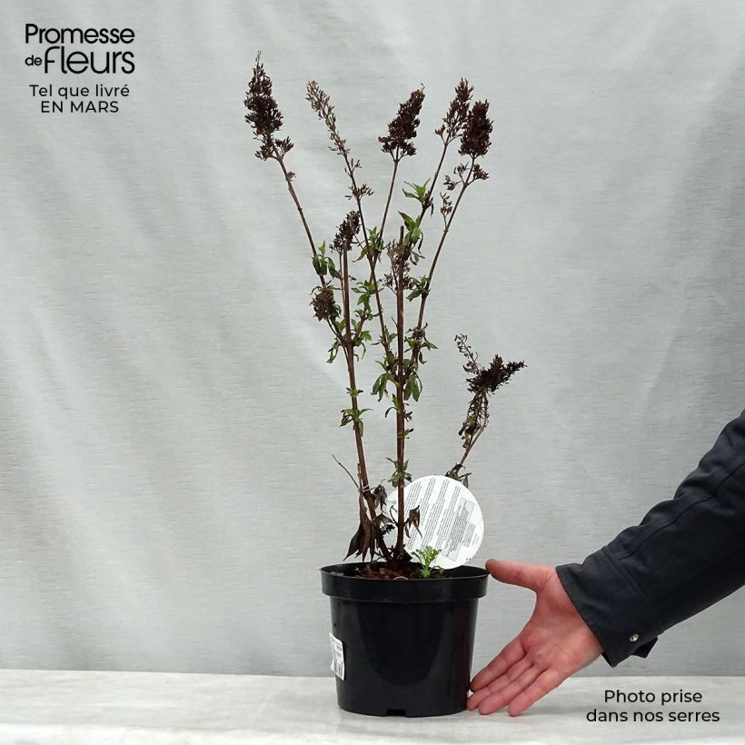 Exemplar von Buddleja davidii Peacock - Sommerflieder Topf mit 3L/4L wie im Frühjahr geliefert