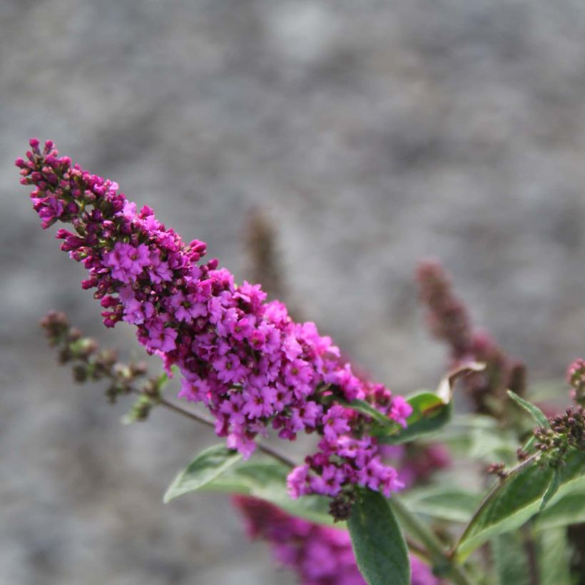 Buddleja davidii Pink Micro Chip - Sommerflieder (Flowering)