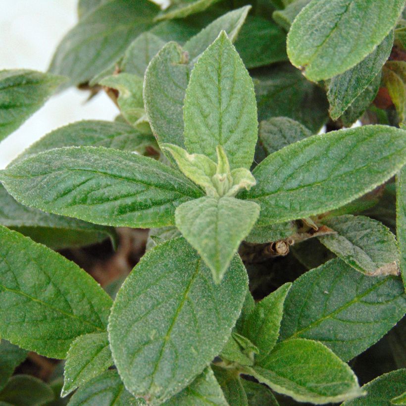 Buddleja davidii Pink Micro Chip - Sommerflieder (Foliage)