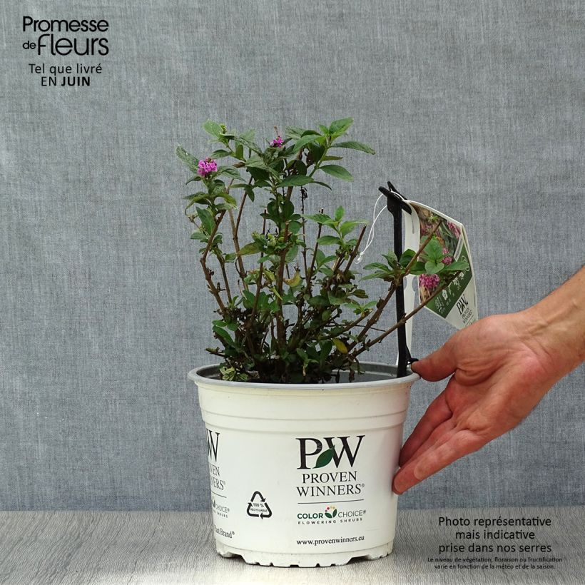Exemplar von Buddleja davidii Pink Micro Chip - Sommerflieder Topf mit 3L/4L wie im Sommer geliefert