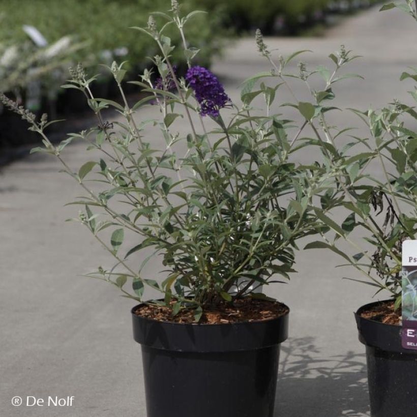 Buddleja davidii Psychedelic Sky - Sommerflieder (Plant habit)