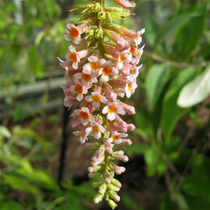 Buddleja macrostachya - Sommerflieder (Flowering)