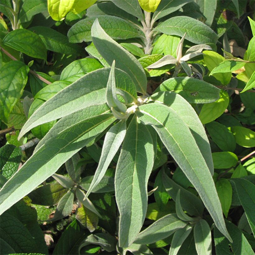 Buddleja colvilei (Foliage)