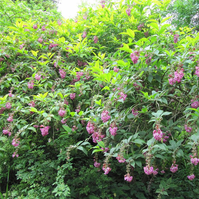 Buddleja colvilei (Plant habit)