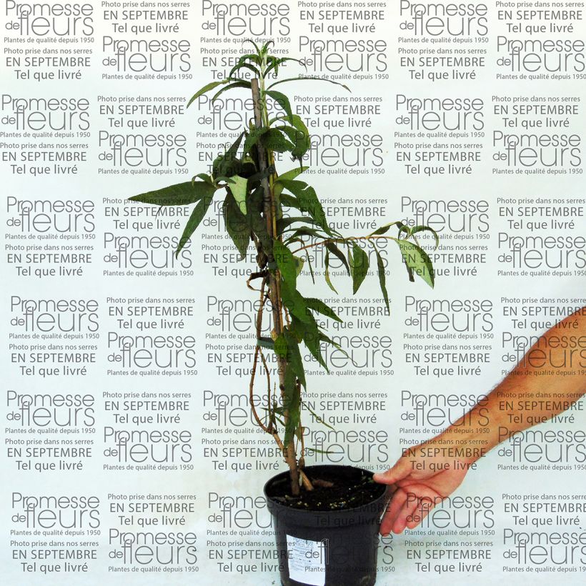 Example of Buddleja colvilei Topf mit 2L/3L as you get