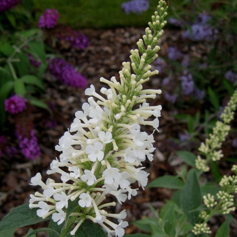 Buddleja davidii Argus White - Sommerflieder (Flowering)