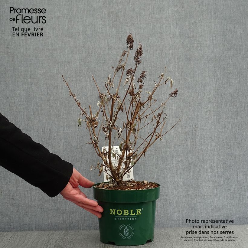 Exemplar von Buddleja davidii Argus White - Sommerflieder Topf mit 3L/4L wie im Winter geliefert