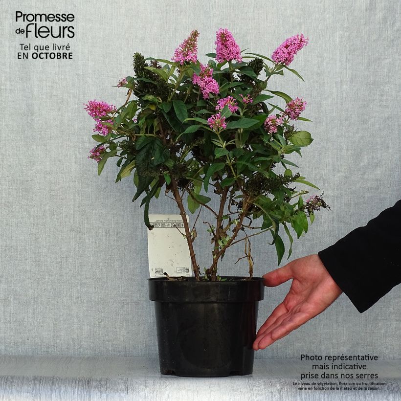 Example of Buddleja davidii Butterfly Candy Little Pink - Sommerflieder Topf mit 3L/4L as you get in automne