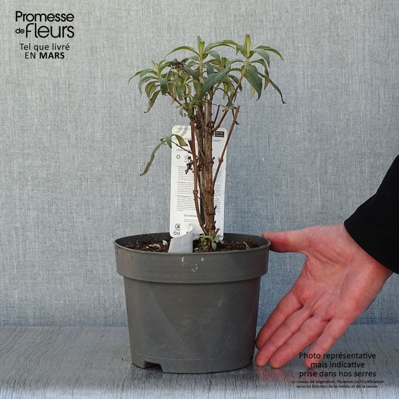 Exemplar von Buddleja davidii Butterfly Candy Little Pink - Sommerflieder Topf mit 3L/4L wie im Winter geliefert