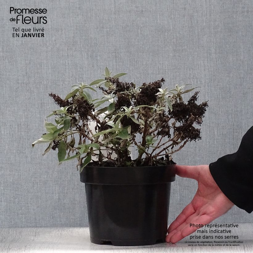 Exemplar von Buddleja davidii Butterfly Candy Lila Sweetheart - Sommerflieder Topf mit 3L/4L wie im Winter geliefert