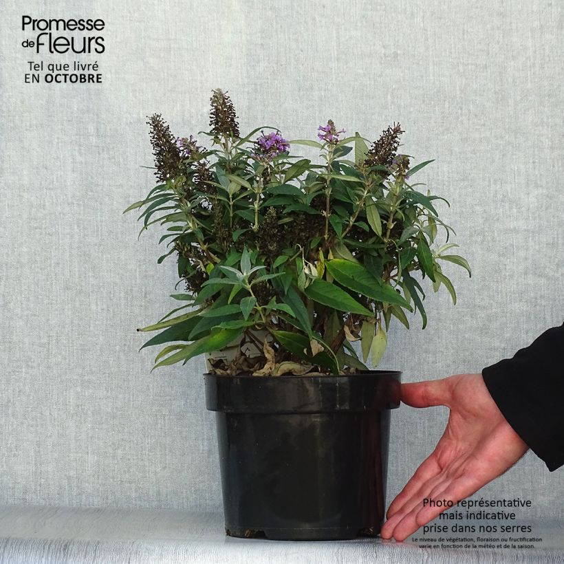Example of Buddleja davidii Butterfly Candy Little Lila - Sommerflieder Topf mit 3L/4L as you get in automne