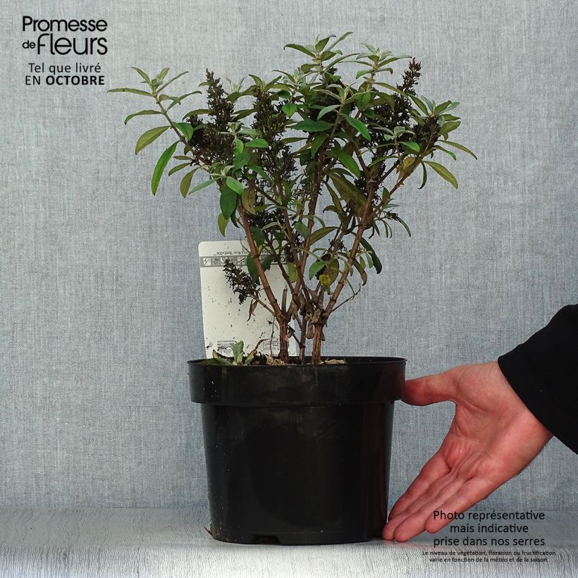 Example of Buddleja davidii Butterfly Candy Little Ruby - Sommerflieder Topf mit 3L/4L as you get in automne