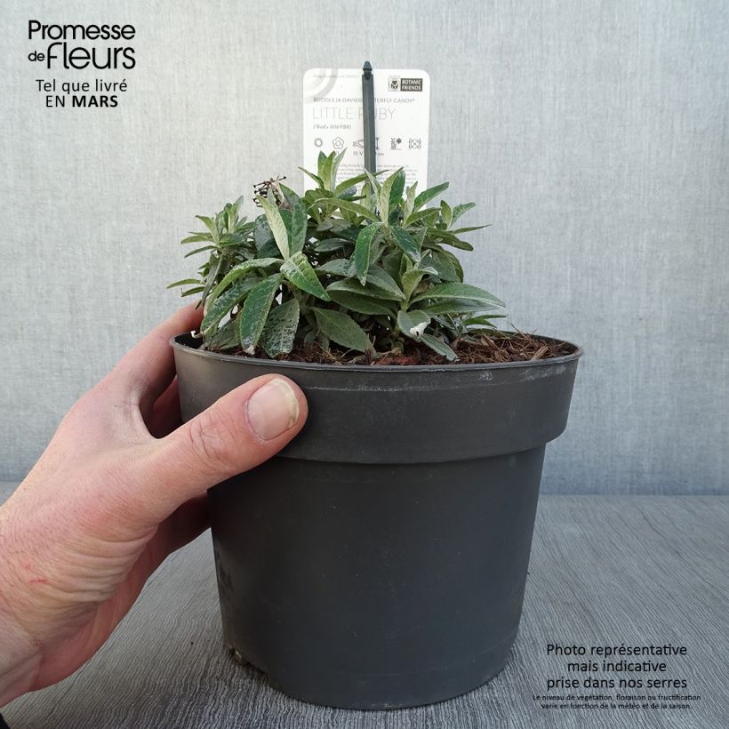 Exemplar von Buddleja davidii Butterfly Candy Little Ruby - Sommerflieder Topf mit 3L/4L wie im Winter geliefert