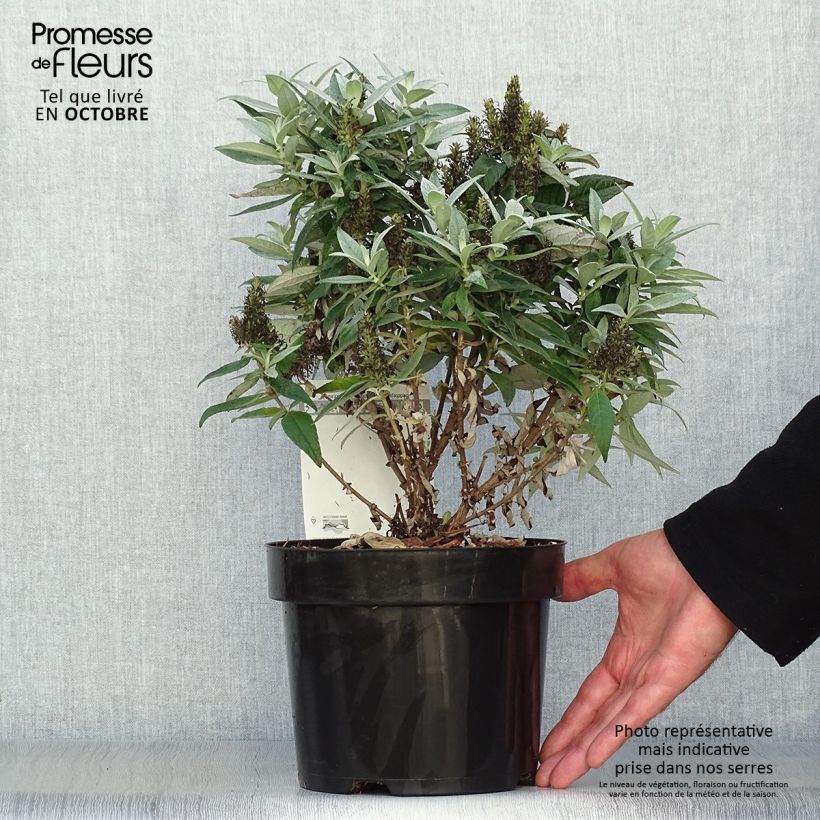 Example of Buddleja davidii Butterfly Candy Little White - Sommerflieder Topf mit 3L/4L as you get in automne