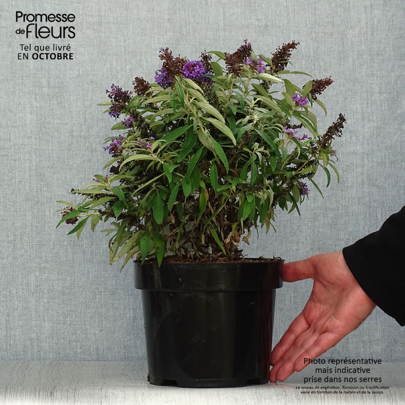 Example of Buddleja davidii Butterfly Candy Little Purple - Sommerflieder Topf mit 3L/4L as you get in automne
