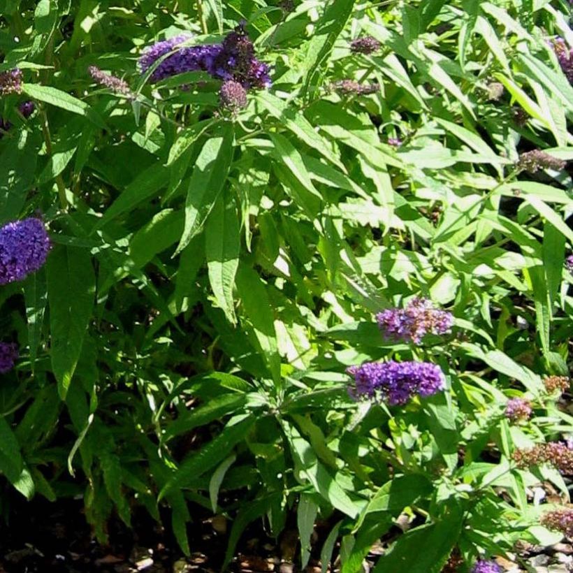 Buddleja davidii Camberwell Beauty - Sommerflieder (Foliage)