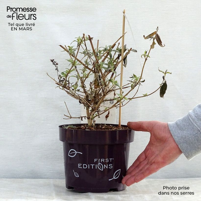 Exemplar von Buddleja davidii Groovy Grape - Sommerflieder Topf mit 3L/4L wie im Frühjahr geliefert