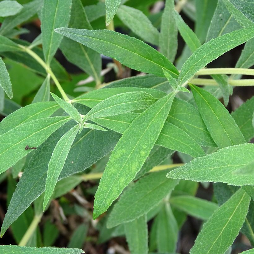 Buddleja davidii Gulliver - Sommerflieder (Foliage)
