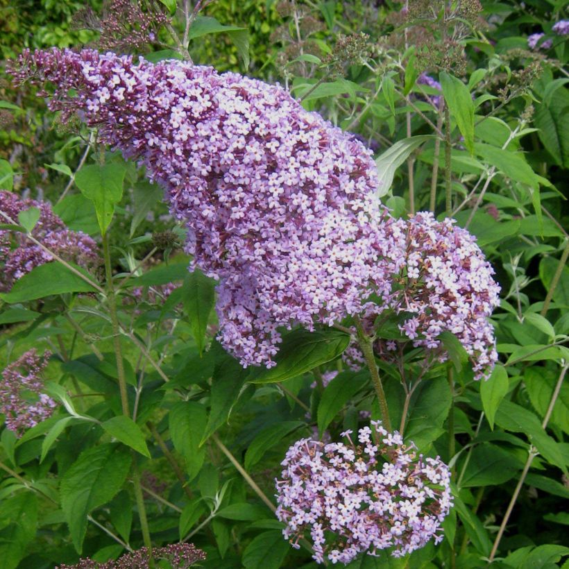 Buddleja davidii Gulliver - Sommerflieder (Flowering)