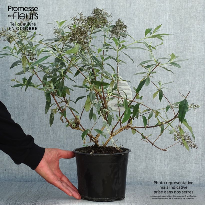 Example of Buddleja davidii Gulliver - Sommerflieder Topf mit 3L/4L as you get in automne