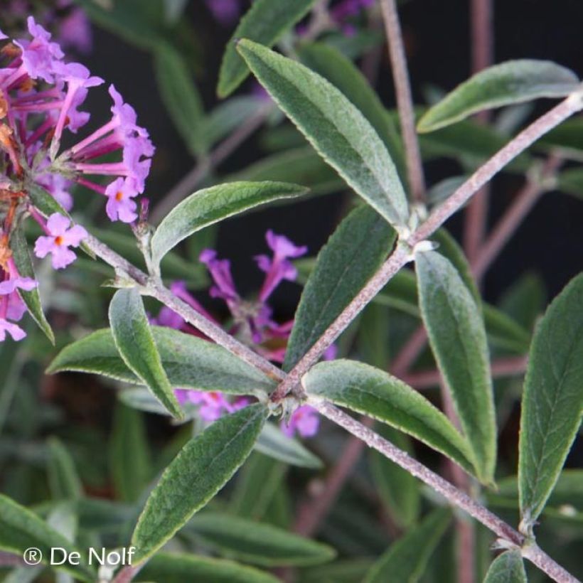 Buddleja davidii Sophie - Sommerflieder (Foliage)