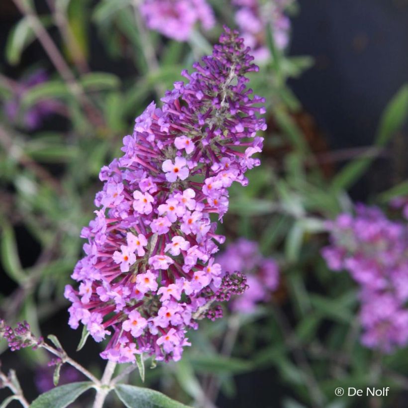 Buddleja davidii Sophie - Sommerflieder (Flowering)