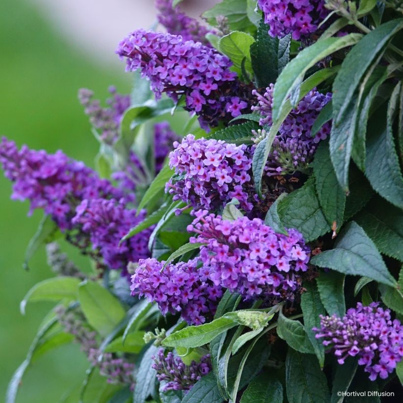 Buddleja davidii Tiny Buddy Violet - Sommerflieder (Blüte)