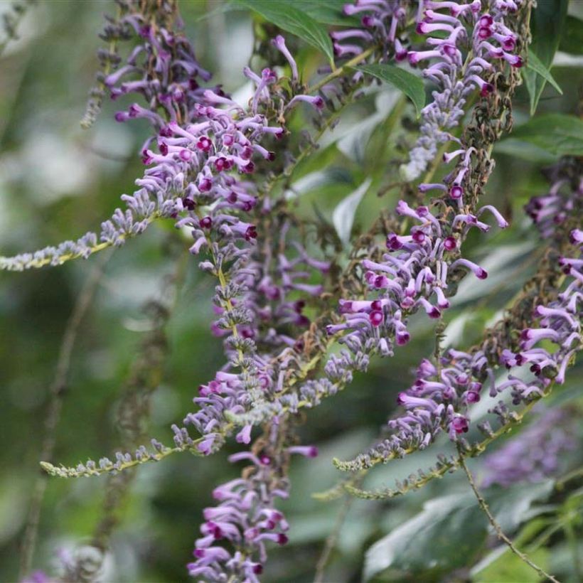 Buddleja lindleyana - Lindleys Sommerflieder (Flowering)