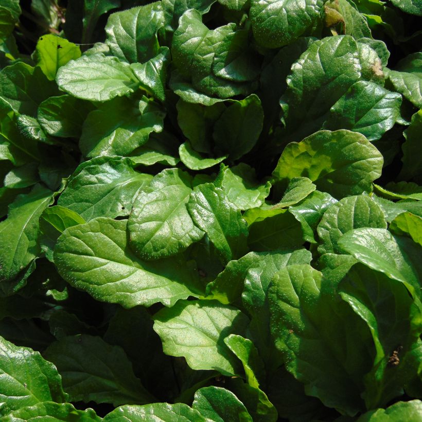 Ajuga reptans - Kriechender Günsel (Foliage)